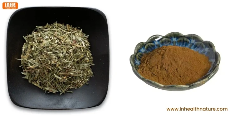 Dried Horsetail and Horsetail Extract Dried Horsetail and Horsetail Extract